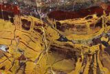 Polished, Chert-Replaced Domal Stromatolite Slab - Australia #132391-1